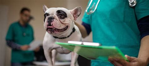 charities that help with vet bills|Help with Vet Bills ǀ The Animal Foundation.